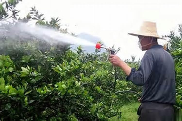 复合肥养花有“妙招”,2个使用方法,养花效果翻几倍