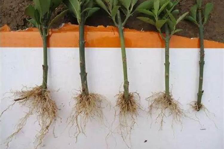 二氢卟吩铁叶面肥是属于营养型的叶面肥吗