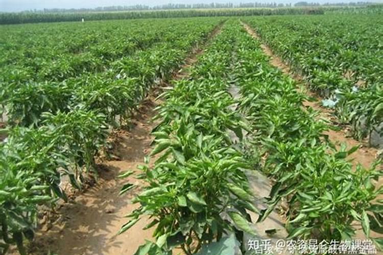 保美灵在辣椒上如何使用