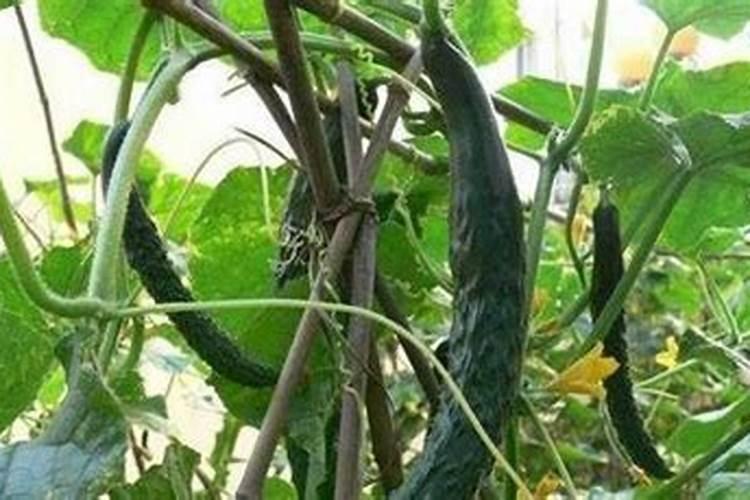 黄瓜多久施肥 黄瓜的肥料施用时机