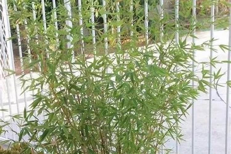 竹子想它茂盛点下什么肥好