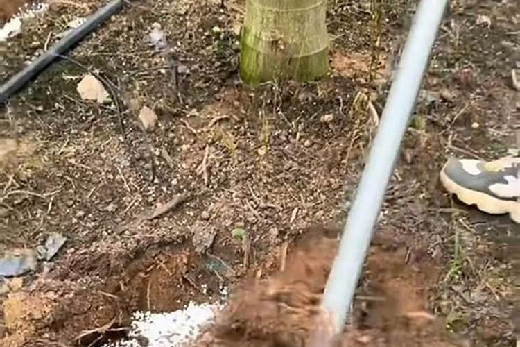 康朴红和花多多12一样吗