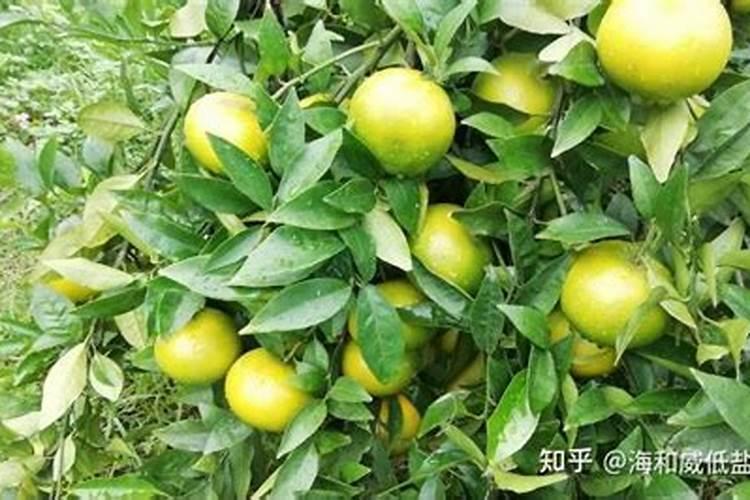 叶面肥和根部追肥有什么区别 叶面肥料可以代替根部施肥吗