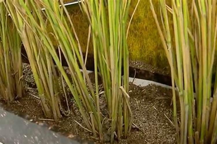 氯化钾用在水稻田里多久能溶入土壤？