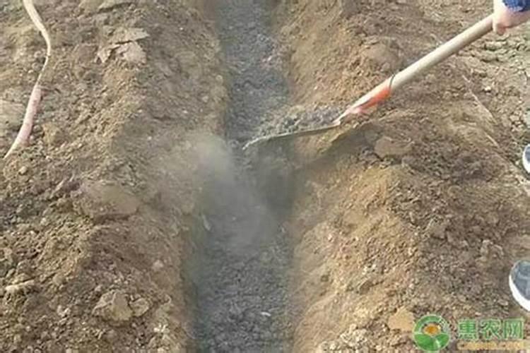 现在苹果树应怎样打药,