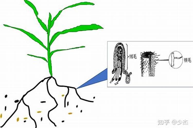 磷肥对植物的作用与功效