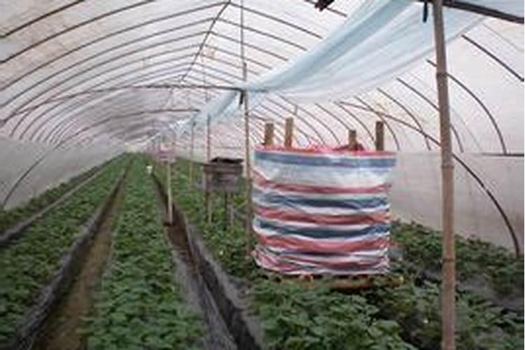 二氧化碳的施肥效应