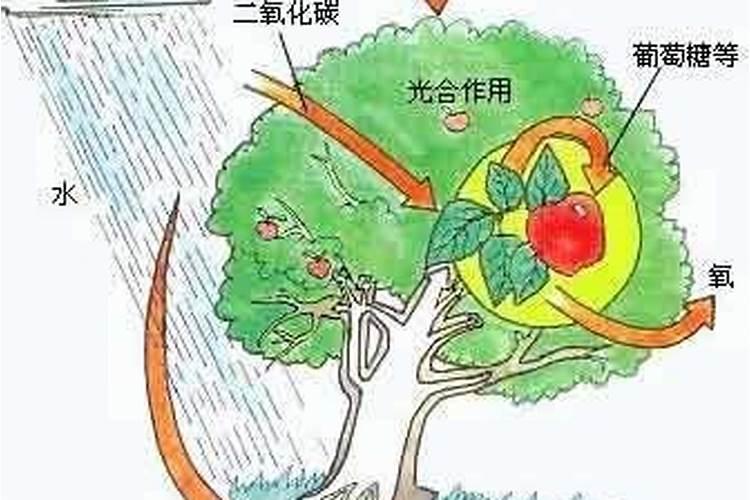 二氧化碳施肥技术的重要意义包括