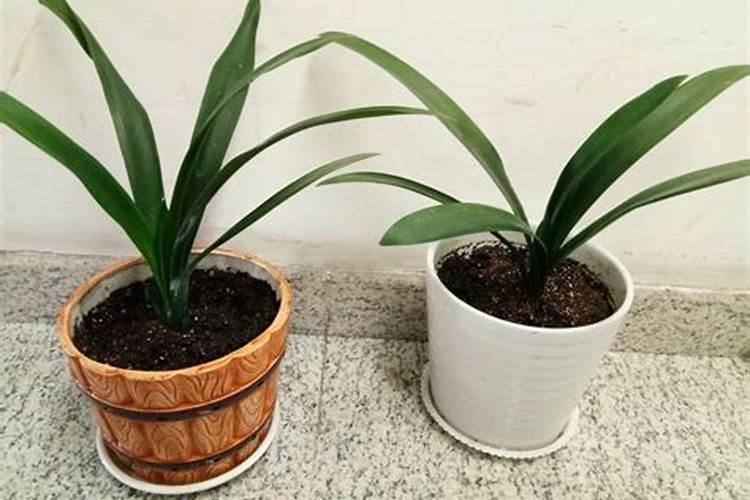 君子兰怎么浇水