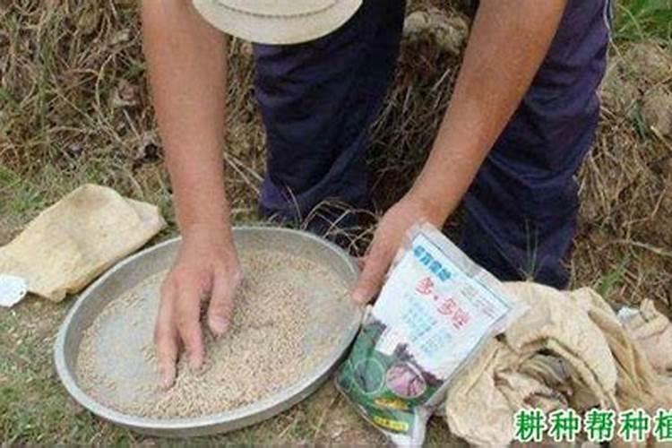 硅肥什么时候施最佳,不能和啥同时用