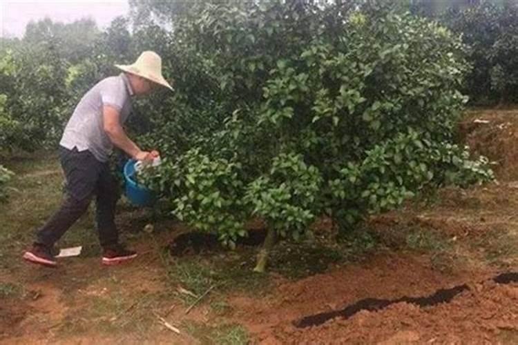 叶面肥是催芽剂吗