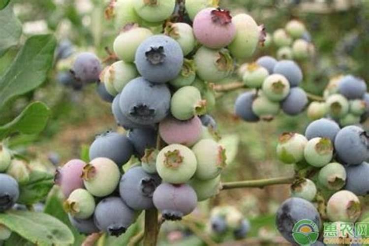 蓝莓结果期施什么肥蓝莓结果期怎么施肥