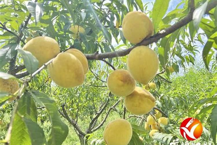 硅肥和钙肥能不能一起用 你知道吗