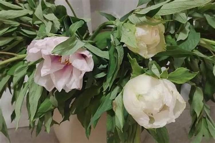 宁奥生物科技有限公司正规吗