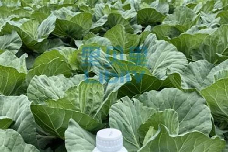 氨基酸能与含腐植酸水溶肥混合灌根吗