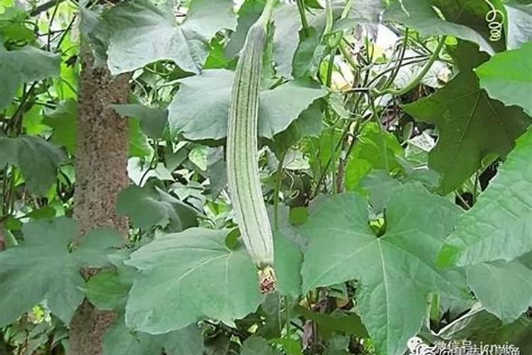 丝瓜需要施什么肥料