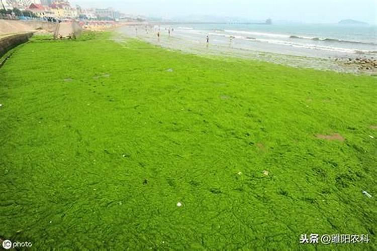 为什么不使用葡萄匀浆做还原糖检测？