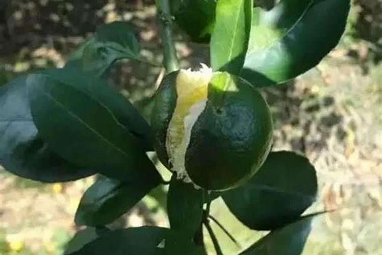 保花保果用赤霉素还是芸苔素