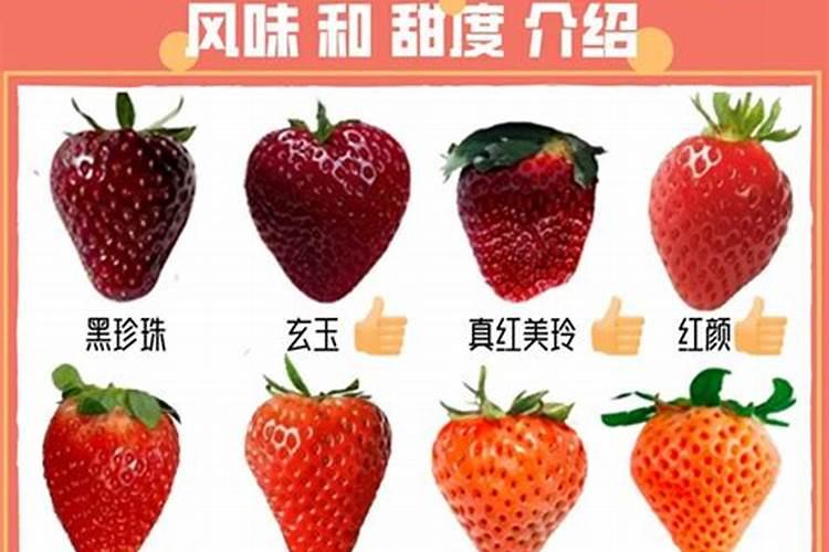 种草莓用什么肥料好呢