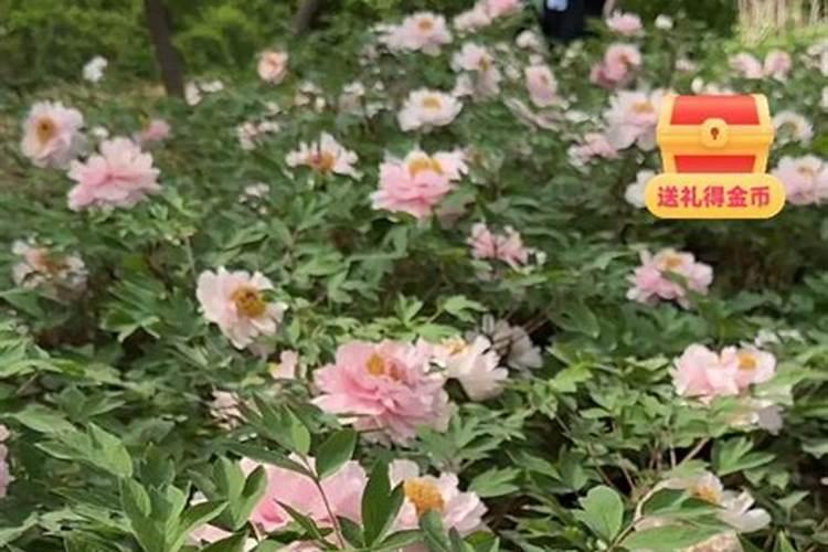 如何让花种子发芽生长