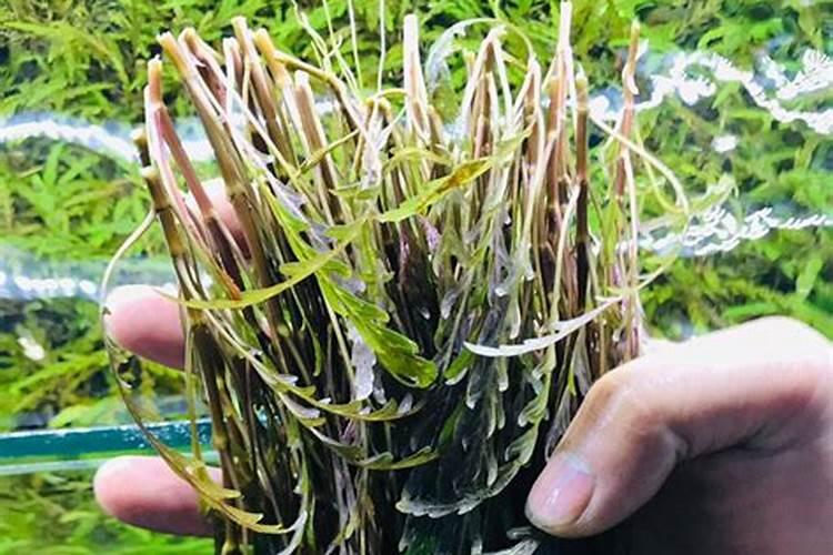 羽裂水蓑衣缺肥症状