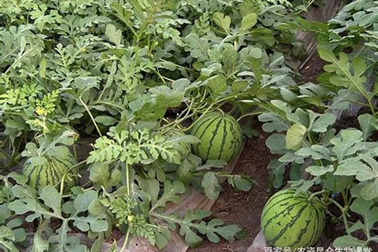 西瓜壮果肥上什么肥好？西瓜什么时候打叶面肥？西瓜膨果增甜用金泰靓...