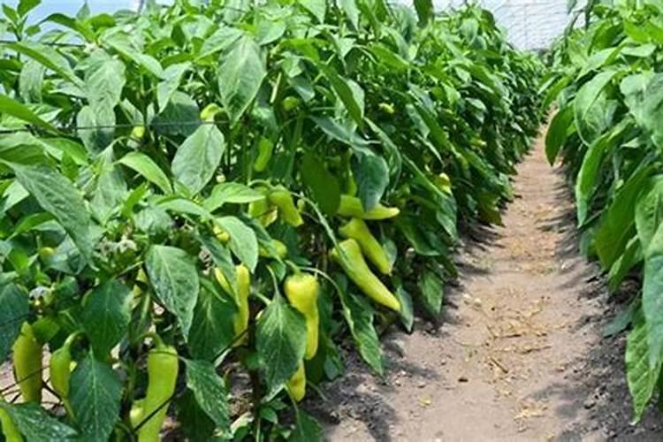 葡萄树叶子发黄怎么办