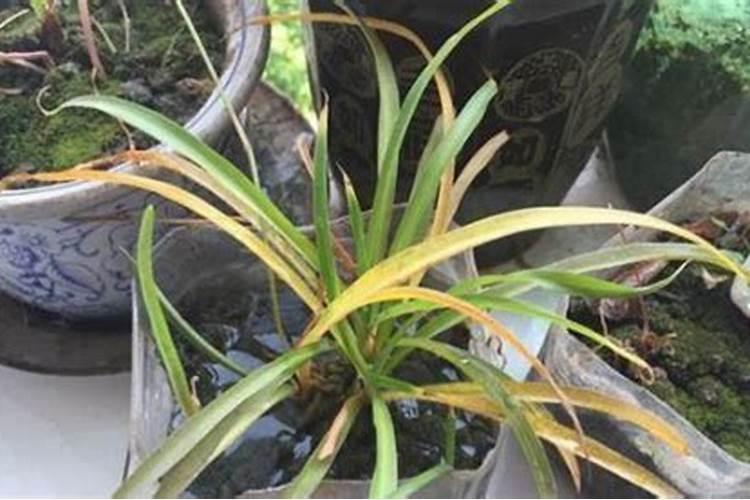 玉米喇叭口打什么杀虫药