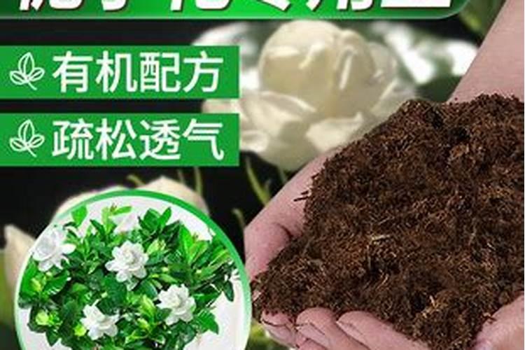 开春兰花怎么养新根多又壮