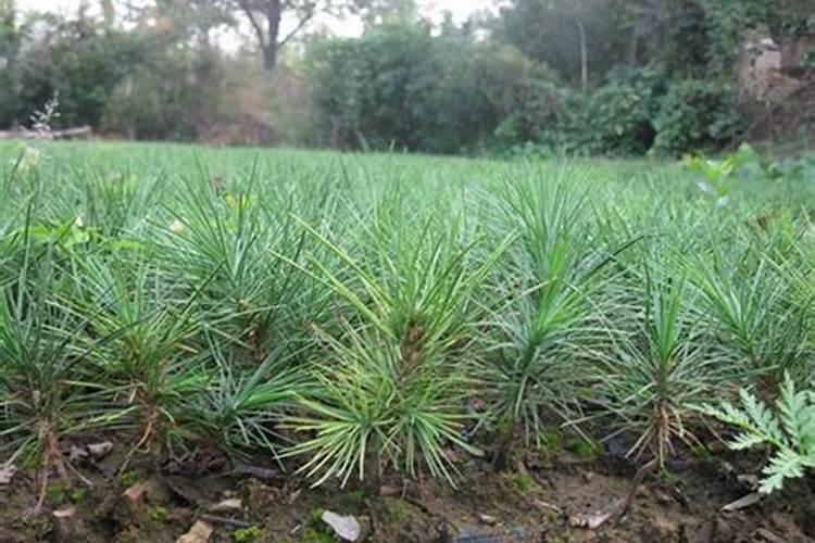 白皮松用什么肥料好？