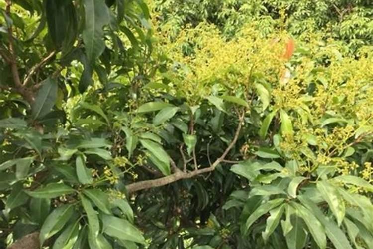 荔枝枝叶没老熟怎样控梢