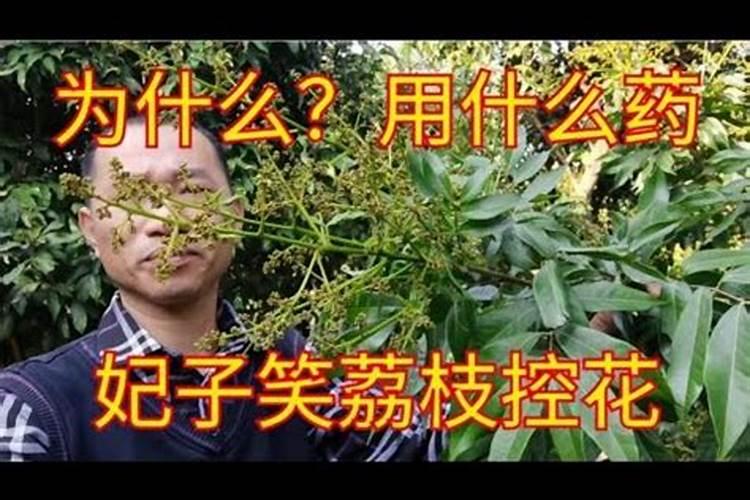 荔枝高产养殖需要什么条件