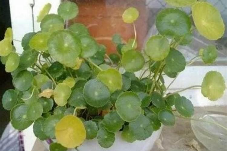 栀子花施什么肥好