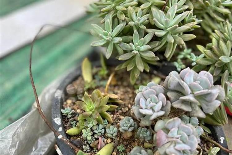 多肉植物如何施肥,多肉植物肥料自制方法