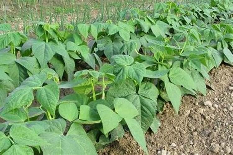 豆角在各个生长期怎样施肥