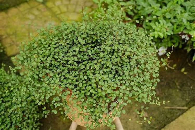 千叶兰的养护方法