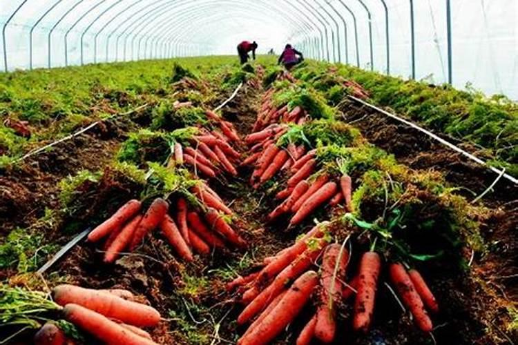 红萝卜怎么种植