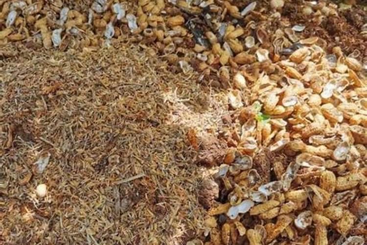 熟花生能直接埋在花盆里吗