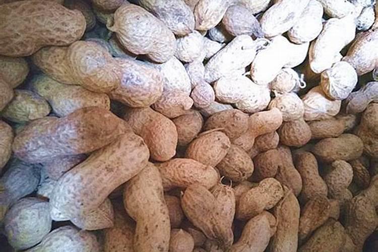 花生米埋土可做肥料吗 花生米埋土能做肥料吗