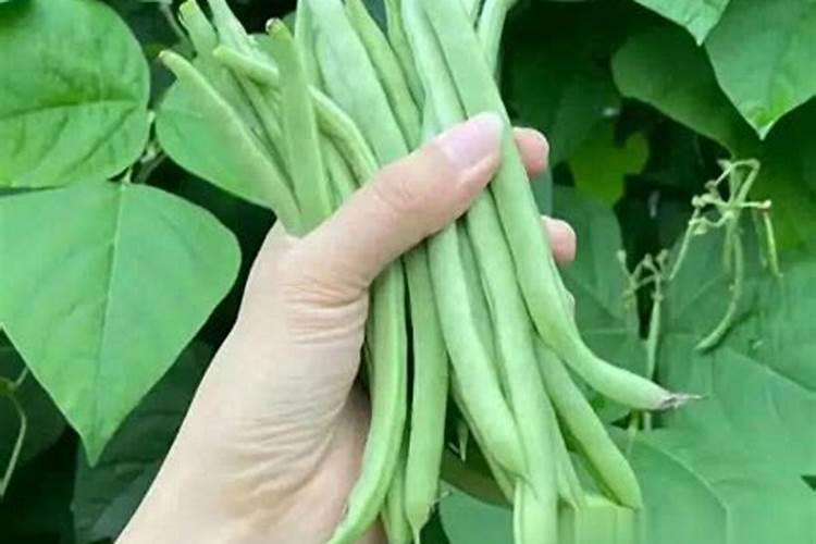 四季豆结荚期施什么肥