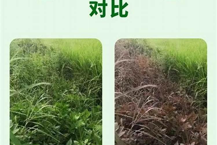 农博金草金线莲种植发芽后可以施肥磷肥吗？