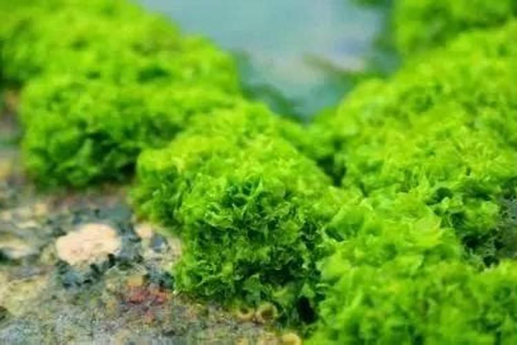 揭秘:海藻有机肥到底好不好？