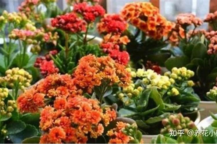 蟹爪兰和长寿花能一起养吗 蟹爪兰有花苞了怎么养