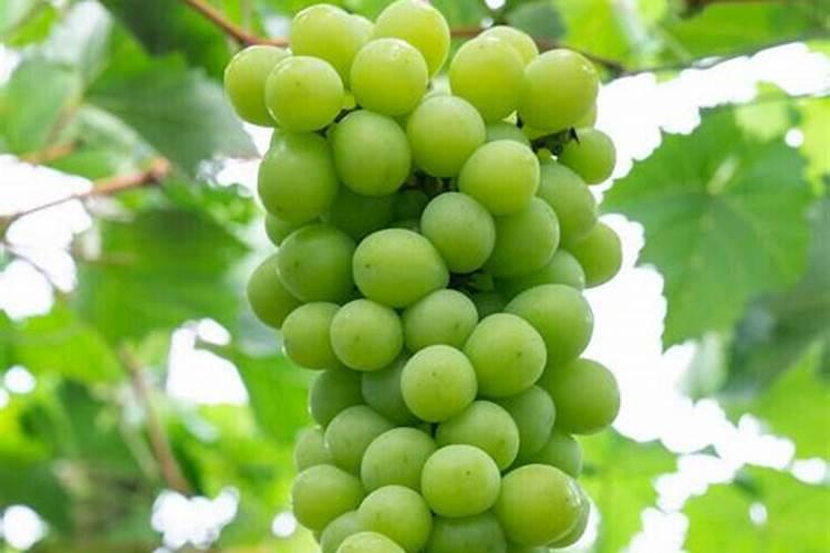 阳光玫瑰硬核期果粒发蔫怎么回事？