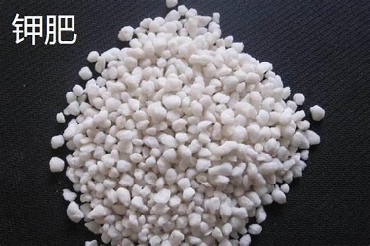 白菜苔割收后打什么农药