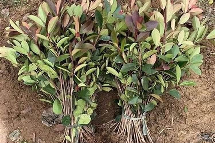 多肉植物用什么肥料比较好