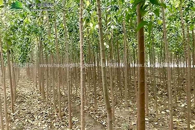 丝棉木秋天能移栽吗