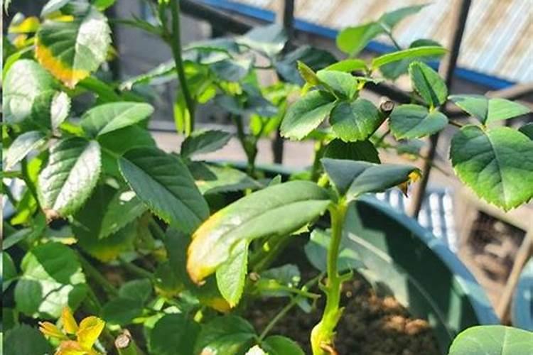 地栽月季肥害怎么补救？