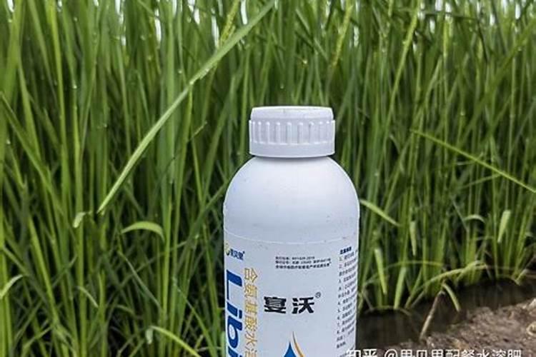 油松怎么样种植成活率高