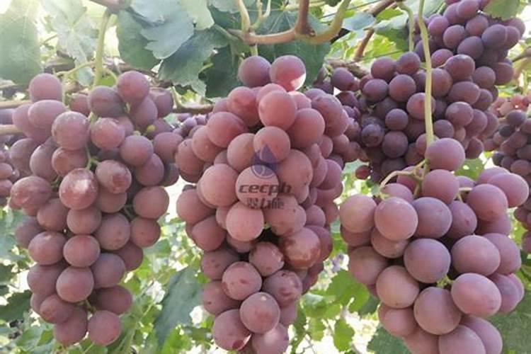 第一年新种的葡萄苗该施什么肥料